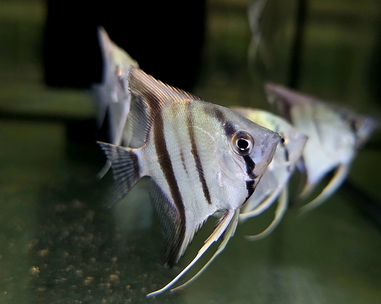 Zebra Angel ~ 5-6cm